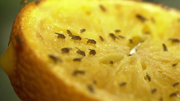 Make Your Own Fruit Fly Trap: Trick Against Fruit Flies - Practical Tips